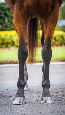 Lot 347: Fastnet Rock / Rahveel