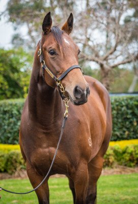 Lot 346: Spirit of Boom / Country Class (NZ)