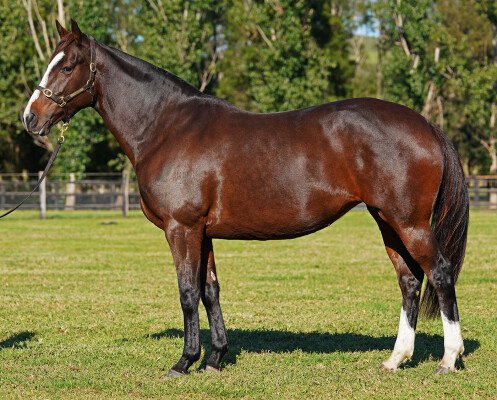 Lot 378: Artie Schiller (USA) / Mahmooda