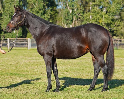 Lot 262: Zariz / Cangino