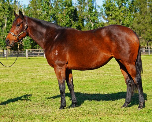 Lot 100: Commands / Warm Smytzer (NZ)