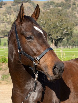 Lot 130: Foxwedge / Golden Pedigree