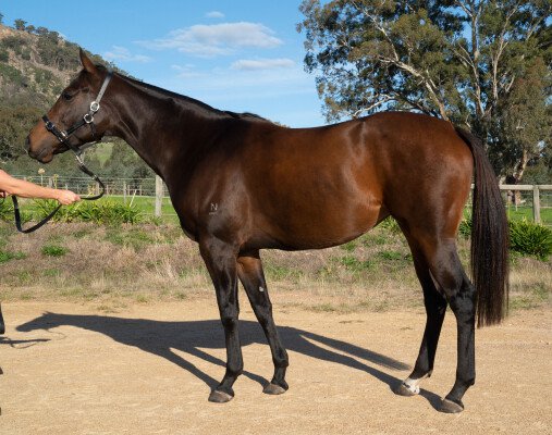 Lot 130: Foxwedge / Golden Pedigree