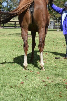 Lot 348: Shamardal (USA) / Keep de Fortune