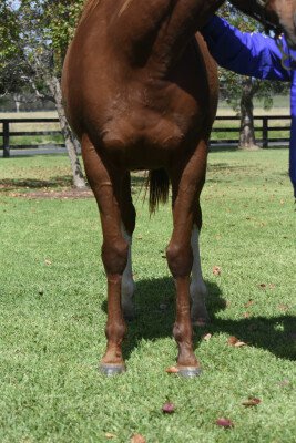 Lot 348: Shamardal (USA) / Keep de Fortune