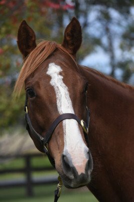 Lot 348: Shamardal (USA) / Keep de Fortune