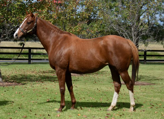 Lot 348: Shamardal (USA) / Keep de Fortune