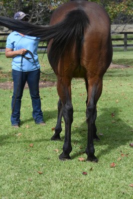 Lot 374: Encosta de Lago / Joolzy (NZ)