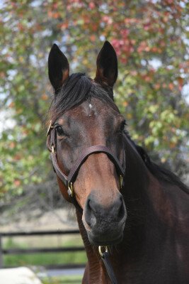 Lot 374: Encosta de Lago / Joolzy (NZ)