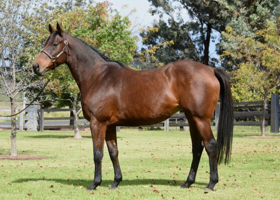 Lot 374: Encosta de Lago / Joolzy (NZ)