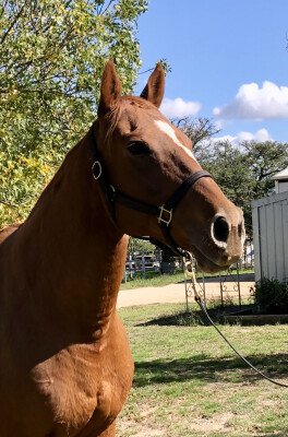 Lot 228: Made of Gold (USA) / Australia Wealth