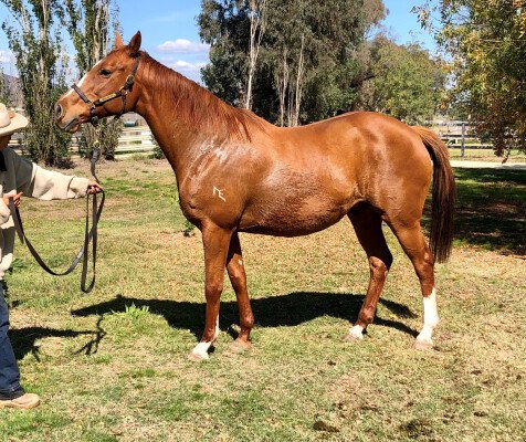 Lot 228: Made of Gold (USA) / Australia Wealth