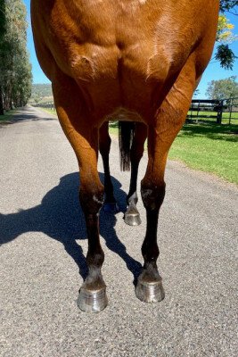 Lot 24: Danehill (USA) / Teslemi (USA)