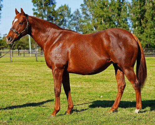 Lot 29: Rock of Gibraltar (IRE) / Highest Cool (FR)