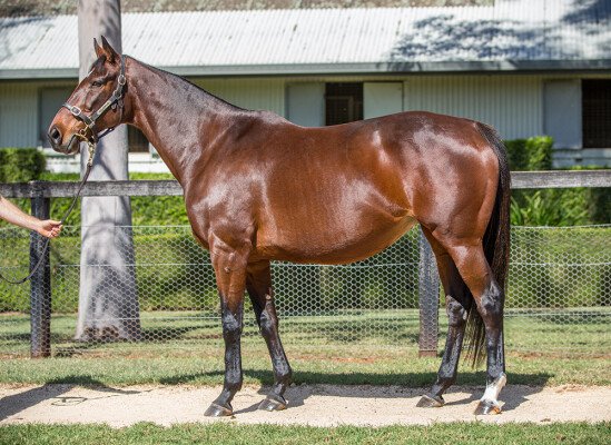 Lot 381: Strategic / Nagoya