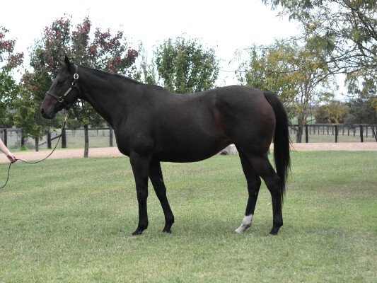 Lot 359: Thorn Park / Tzarina Star (NZ)