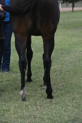Lot 354: Sebring / Wannabe Grand (IRE)
