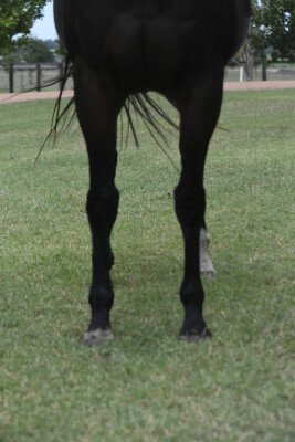 Lot 354: Sebring / Wannabe Grand (IRE)