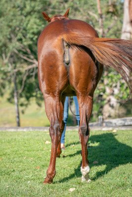 Lot 334: Sebring / Katima