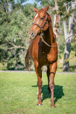 Lot 334: Sebring / Katima