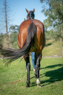 Lot 277: Flying Spur / Bluevien
