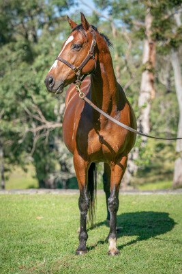 Lot 277: Flying Spur / Bluevien