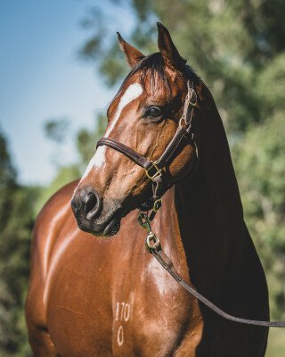 Lot 277: Flying Spur / Bluevien