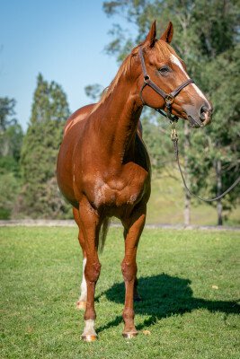 Lot 212: Show a Heart / Monaliesha