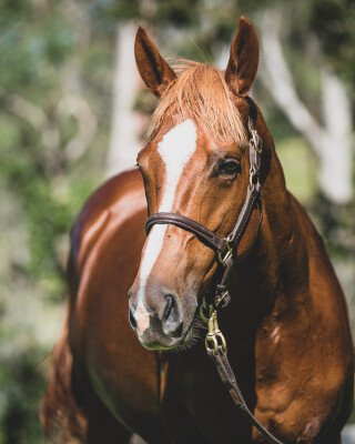 Lot 212: Show a Heart / Monaliesha