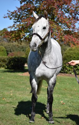 Lot 163: Sebring / Allow