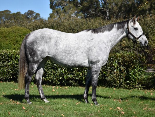 Lot 163: Sebring / Allow