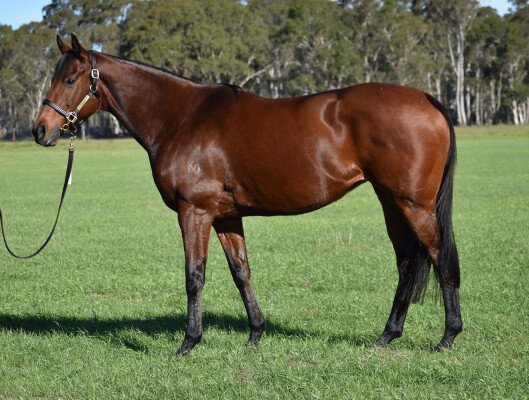 Lot 6: Denman / Desert Fairy