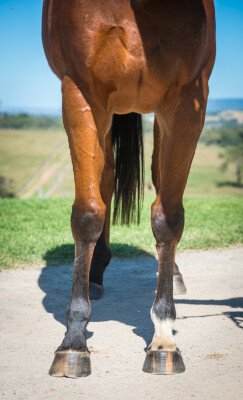 Lot 297: Not a Single Doubt / Royal Pageant