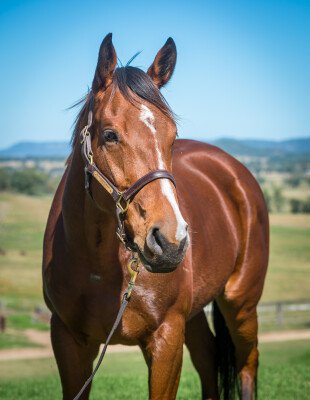 Lot 297: Not a Single Doubt / Royal Pageant