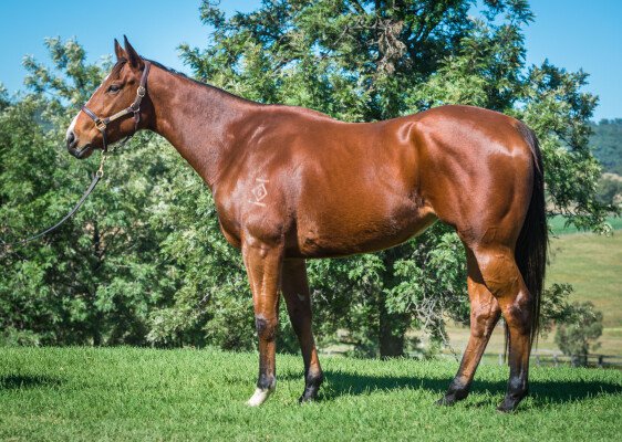 Lot 297: Not a Single Doubt / Royal Pageant