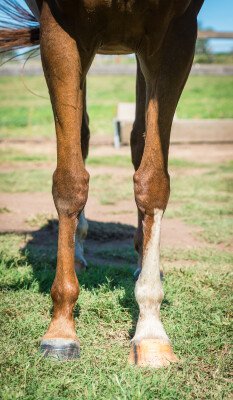 Lot 286: Excelebration (IRE) / Island Fever