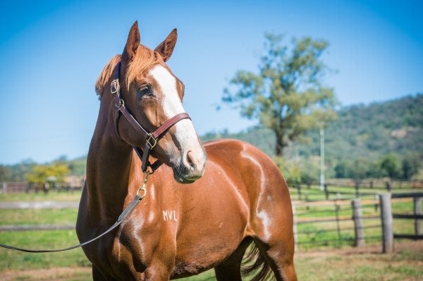 Lot 286: Excelebration (IRE) / Island Fever