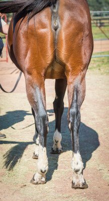 Lot 233: Blackfriars / Capri Blue