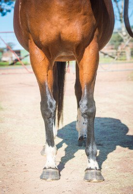 Lot 233: Blackfriars / Capri Blue