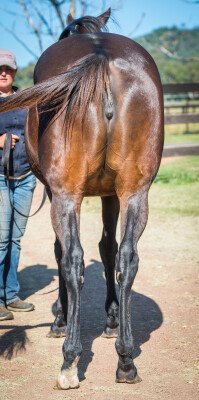 Lot 186: Scat Daddy (USA) / Starbourne (IRE)