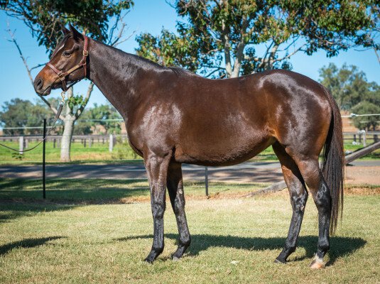 Lot 186: Scat Daddy (USA) / Starbourne (IRE)