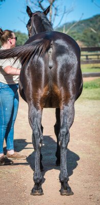 Lot 124: Alamosa (NZ) / Adalia (NZ)