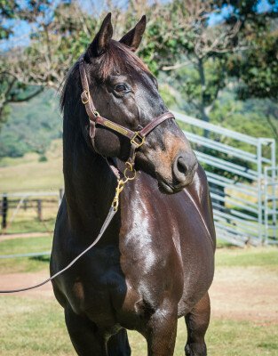 Lot 124: Alamosa (NZ) / Adalia (NZ)