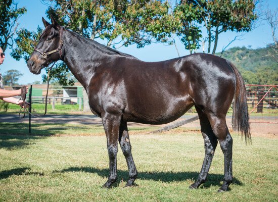 Lot 124: Alamosa (NZ) / Adalia (NZ)