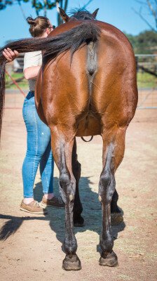 Lot 104: Darci Brahma (NZ) / Wild Violet