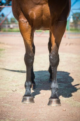Lot 104: Darci Brahma (NZ) / Wild Violet