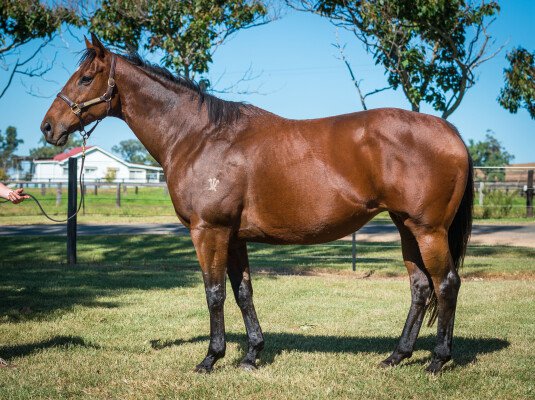 Lot 104: Darci Brahma (NZ) / Wild Violet