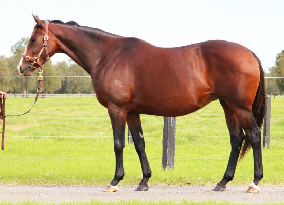Lot 230: Authorized (IRE) / Pretext (NZ)