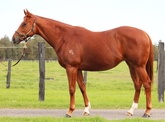 Lot 221: Exceed and Excel / Permissive