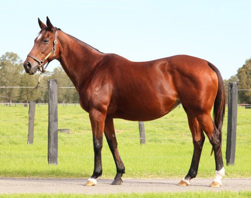 Lot 122: Fastnet Rock / Prospering (NZ)